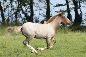 Animal breeds originating in argentina. Nonpareil Polo Ponies La Polo