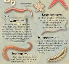 Diese vielen kleinen lebewesen sind lebensgrundlage für größere tiere wie vögel und fische. Natur Entdecken Funde Im Watt Und Am Strand