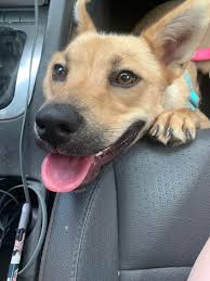 Lacey, my one year old german shepherdshiba inu mix :) : rlookatmydog