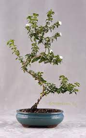 Tree Of A Thousand Stars Snow Rose Bonsai Tree Bonsai