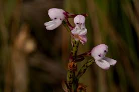 Image result for Disa saxicola