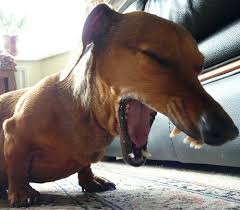 And there are other conditions that could cause your dog's cough. When Should I Take My Coughing Dog To The Vet Two Great Little Veterinary Clinics