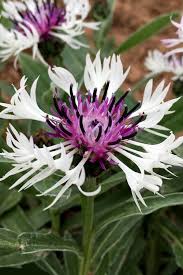 Image result for Centaurea