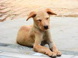 Road racing world championship grand prix season. Selbstlose Frau Rettet Hund Das Leben Hunde Artikel Die Tier Welt Com