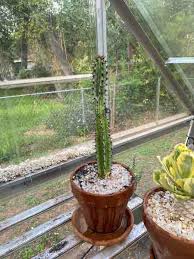 Image result for Euphorbia confinalis