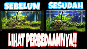 Tanaman seperti lumut ini, mudah sekali tumbuh tetapi perlu memili kondisi dingin dengan suhu dibawah 30 derajat. Efek Menggunakan Co2 Untuk Tanaman Aquascape Youtube