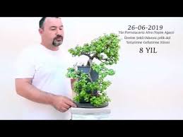Meraklısı i̇çin bonsai yetiştirme rehberi. Bonsai Agaci Nasil Yetistirilir 3gp Mp4 Mp3 Flv Indir