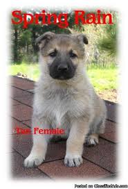 Short cut to our web pages: German Shepherd Puppies Akc Price 500 For Sale In Iron Minnesota Best Pets Online