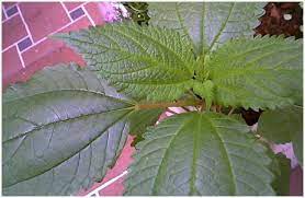 As far as herbs, my personal go to herb is mugwort. 11 Best Herbs For Astral Projection Dream Herbs Astral Projection Plants