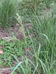 Image result for Panicum coloratum