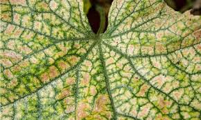 Image result for spider mites on cucumbers