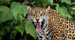 Jun 29, 2021 · the jacksonville jaguars home: Top 10 Facts About Jaguars Rainforest Cruises