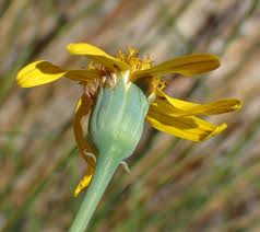 Image result for Senecio ruwenzoriensis