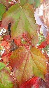 Boston ivy, in a variety of colours. Buy Boston Ivy Parthenocissus Tricuspidata Veitchii Uk