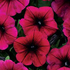 Shock Wave Deep Purple Petunia Seeds P Pkt Of 10 Seeds Petunia Flower Petunias Purple Petunias