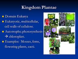 Classification Of Living Things Ppt Video Online Download