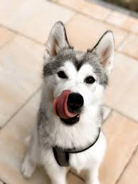 so waren die ersten 6 monate mit unserem husky welpen the pawsome tyroleans husky puppy husky husky grooming