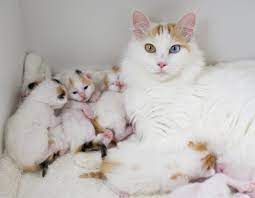 Beragam gambar kucing lucu, imut, sangar dan keren. Gambar Kucing Parsi Yang Comel Dan Gebu