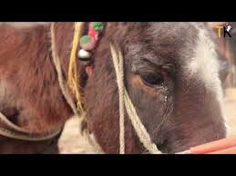 Mudasir Hassan- Kashmiri Rapper's Incredible Journey to Fame During the  Times of Conflict