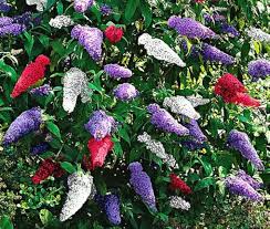 Image result for buddleia davidii