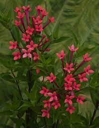 Fragrant Bouvardia Flamingo Pink Bouvardia Longiflora Hybrid Long Tubular Pink Flowers Grow In Clusters And E Fragrant Plant Container Plants Pink Flowers