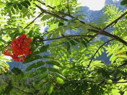 Most relevant best selling latest uploads. Mountain Ash Sorbus Bush With Red Berries And Dolomites Background Fie Allo Sciliar South Tyrol Italy Stock Photo 67ca8b70 Bd0a 47ff 9970 04cab153d7f8