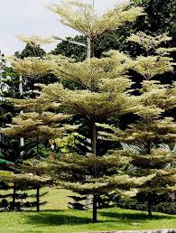 Image result for Terminalia boivinii