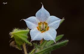 Image result for Trichodesma physaloides