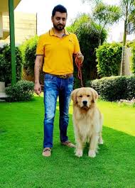 Canadian dogs is the definitive resource for helping people find and care for their new best friend. Quality Puppy Indian Champion Canadian Facebook