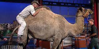 One had camelot and the other had a lot of camels. David Letterman On Twitter Every Day Is Hump Day With Junglejackhanna Will Dave Accept Jack S Invitation To Go For A Camel Ride Tonight Http T Co 3ka8yjetfk