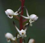 Image result for Satyrium coriophoroides