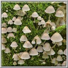 Fairy Inkcap Mushrooms Coprinellus Disseminatus Stuffed Mushrooms Weird Plants Mushroom Fungi