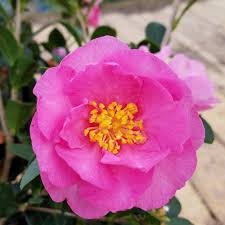 Maybe you would like to learn more about one of these? 2 5 Qt Stephanie Golden Camellia Sasanqua Shrub With Hot Pink Blooms 7982q The Home Depot