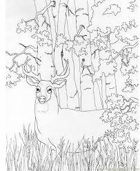 Maybe you would like to learn more about one of these? Deer Coloring Pictures To Print Free Printable Coloring Page Whitetail Deer Mammals Deer Deer Coloring Pages Animal Coloring Pages Animal Coloring Books
