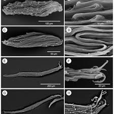 Image result for Bolusiella iridifolia