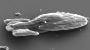 Features every deck and central system on board. Physicists Create Microscopic Uss Voyager That Can Actually Fly Trekmovie Com