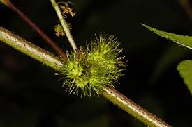 Image result for Triumfetta annua