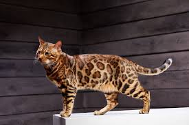Growing kittens are expensive to feed, and it takes a lot of time to socialize them and clean up after them! Bengal Cat Standards And Behavior Registered Bengals