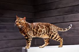 Learn more about the bengal cat breed and see if despite their wild appearance, bengal cats are actually quite affectionate with their human families. Bengal Cat Standards And Behavior Registered Bengals