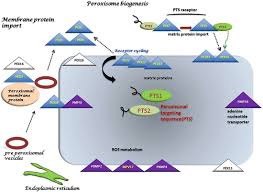 Our comprehensive help you find and contact alzheimer's care providers in your area that best suit you or your loved ones care needs. Understanding The Functions Of Peroxisomal Proteins The Peroxisomal Proteome Peroxisomal Import Proteases And Other Protein Families And Their Network Organization What Has Computational Biology Contributed Springerlink