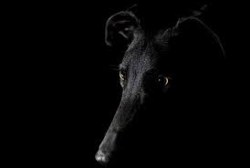 Black And White Greyhound Racing From The Darkness Greyhound Pictures Greyhound Wolf Dog