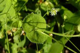 Image result for Drymaria