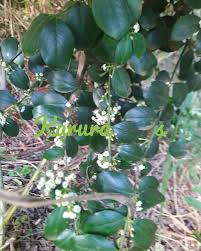 Image result for Acokanthera schimperi