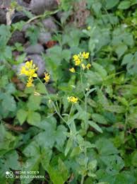 Image result for Brassica