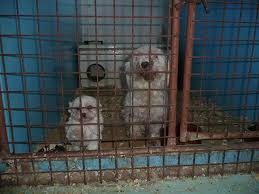Get help with adopted puppy mill rescue dogs: Woman Writes Heartwrenching Letter To Puppy Mill Breeder