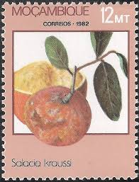 Image result for Salacia kraussii