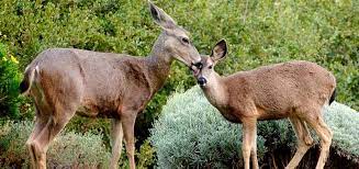 A parking lot will please the guests who travel by. Hotels In Pacific Grove Ca Pet Kid Family Friendly Hotel