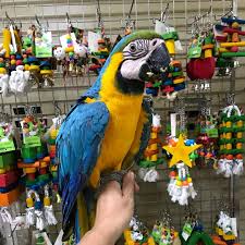 Blue and gold macaws or blue and yellow macaw are large birds and can reach lengths of up to 33 inches from the beak to the end of the tail feathers. Blue And Gold Macaw For Sale