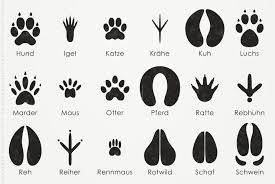 Ein reh von einer maus zu unterscheiden, ist kinderleicht. Animal Tracks Iris Luckhaus Illustration Design