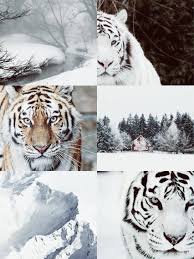 Siberian Tiger Siberian Tiger Animals Unique Animals